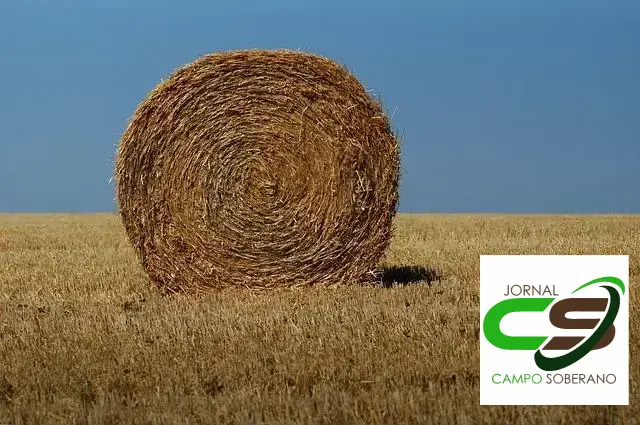 mega sorgo para pastagens de animais de corte