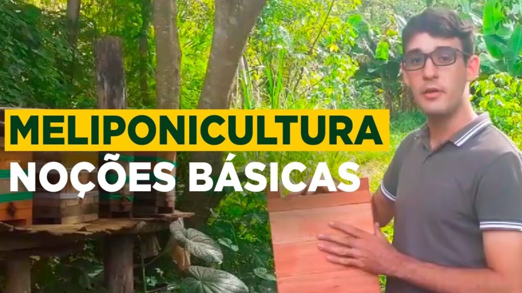 mel de abelhas sem ferrao como produzir