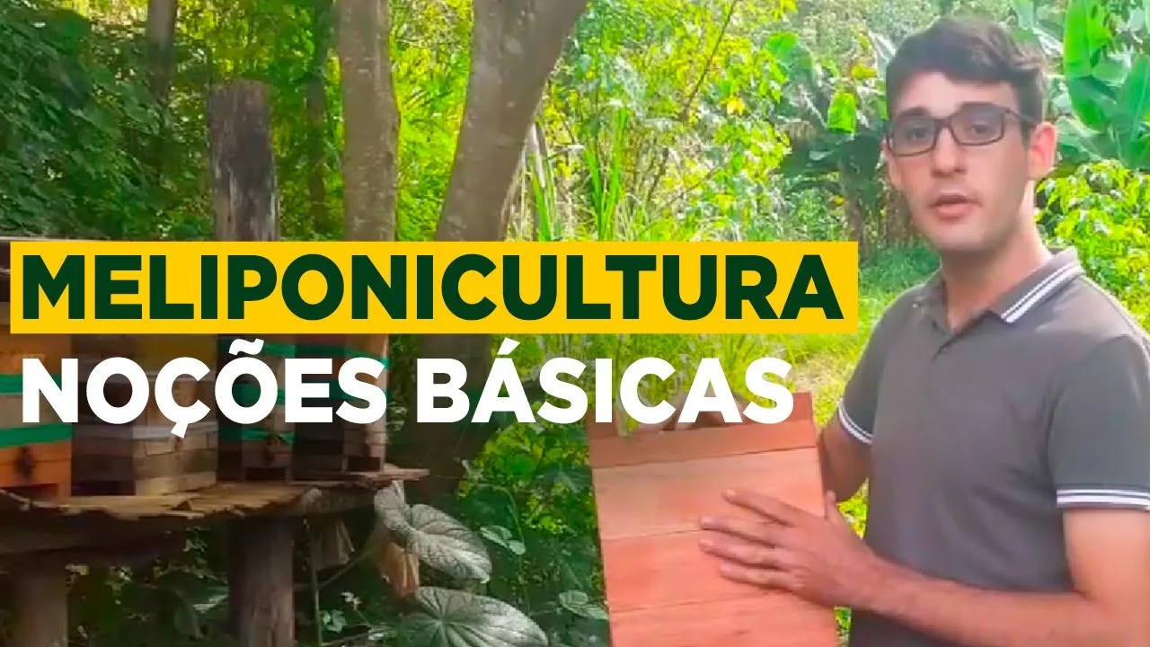 mel de abelhas sem ferrao como produzir