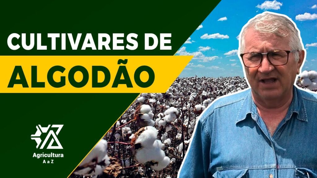Melhores Algodoeiras no Brasil 1 melhores algodoeiras no brasil