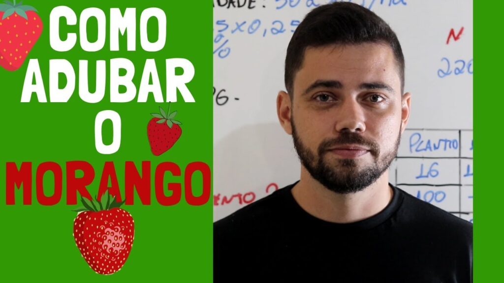 melhores dicas de adubacao para morangos