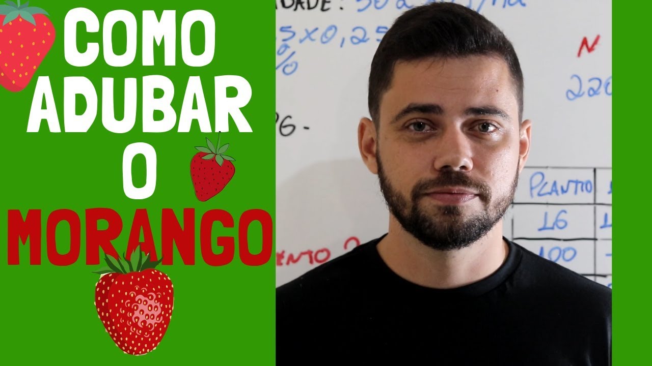 melhores dicas de adubacao para morangos