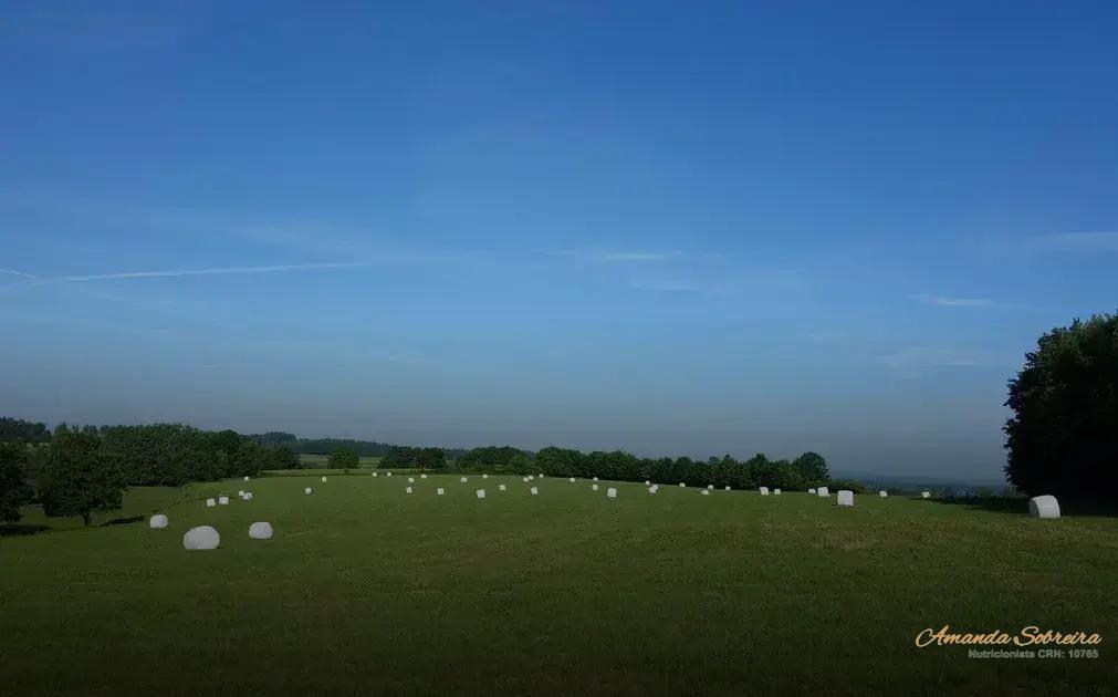 Melhores Práticas na Preparação da Silagem para Alimentação Animal Melhores Práticas na Preparação da Silagem para Alimentação Animal