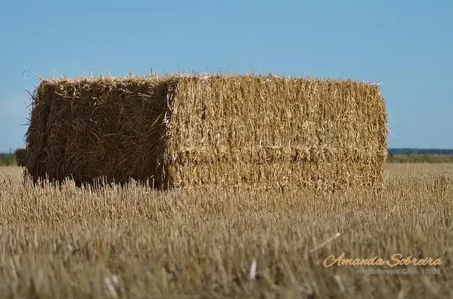 Melhores Práticas no Armazenamento e Conservação de Silagem Melhores Práticas no Armazenamento e Conservação de Silagem