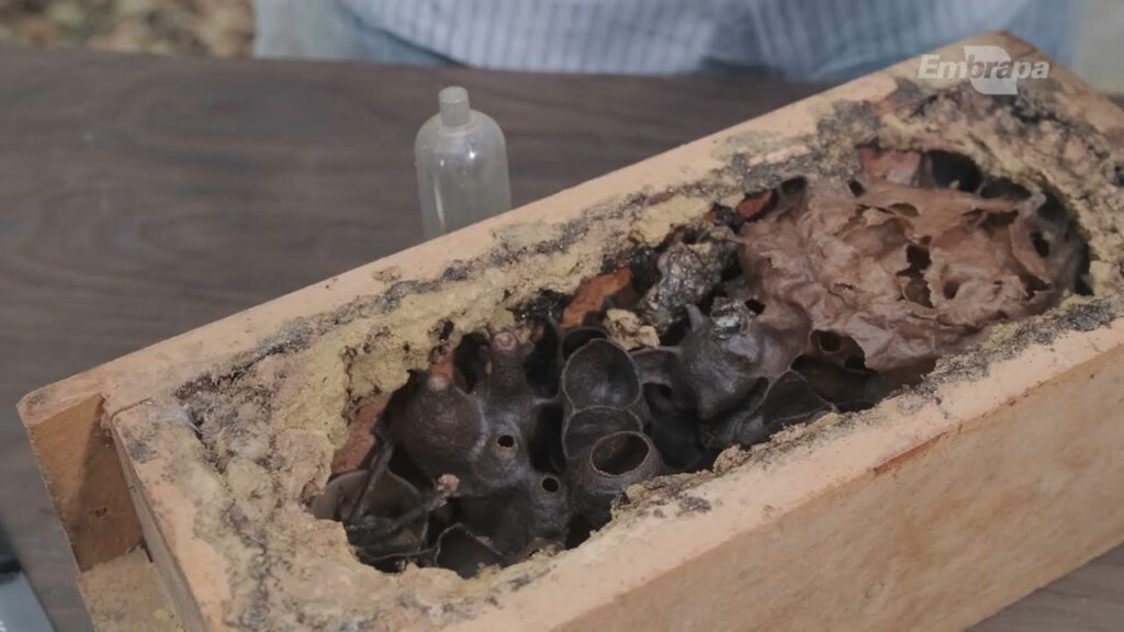 meliponicultura como realizar a coleta do mel de abelha sem ferrao