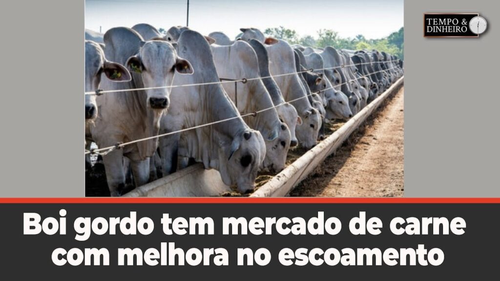 Boi gordo tem mercado de carne com melhora no escoamento e que não refletiu em alta para a arroba - Notícias Agrícolas