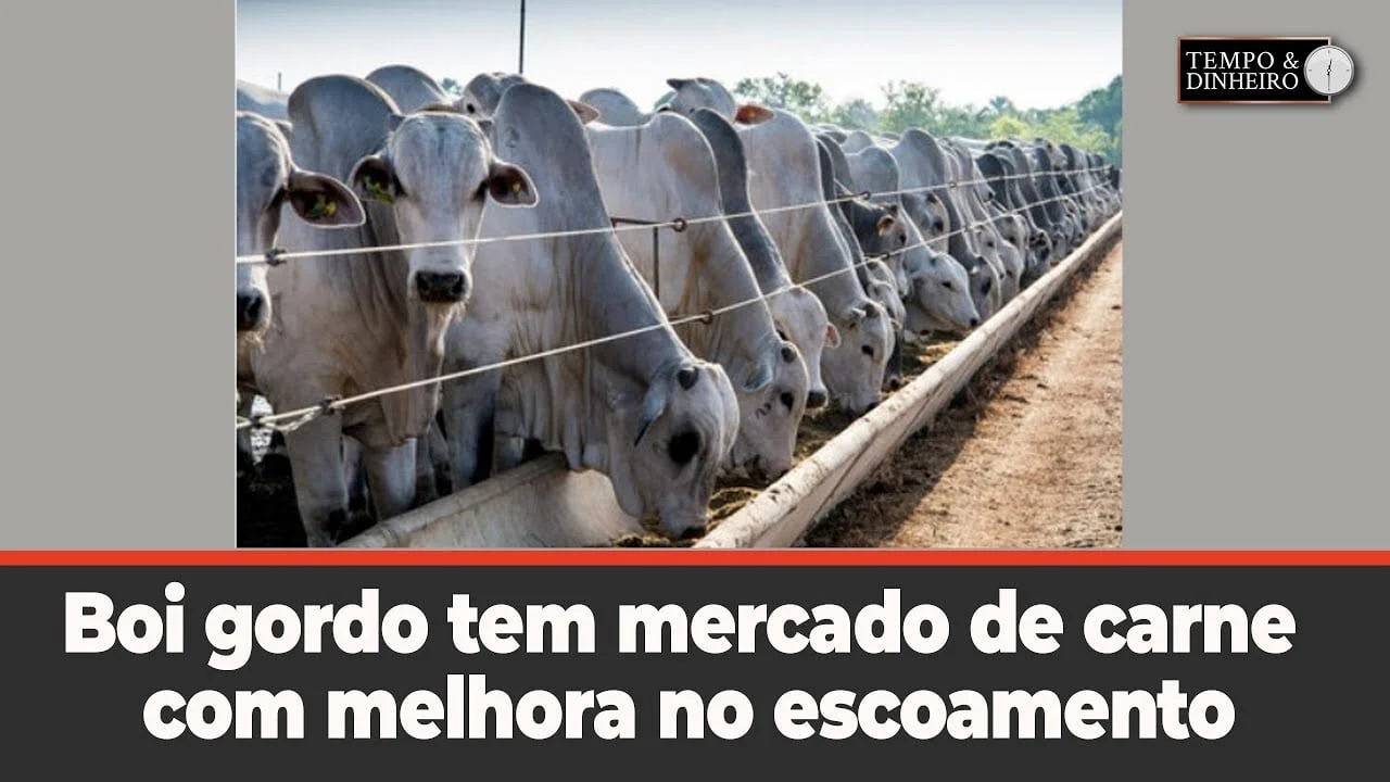 Mercado de carne melhora, mas arroba do boi não sobe