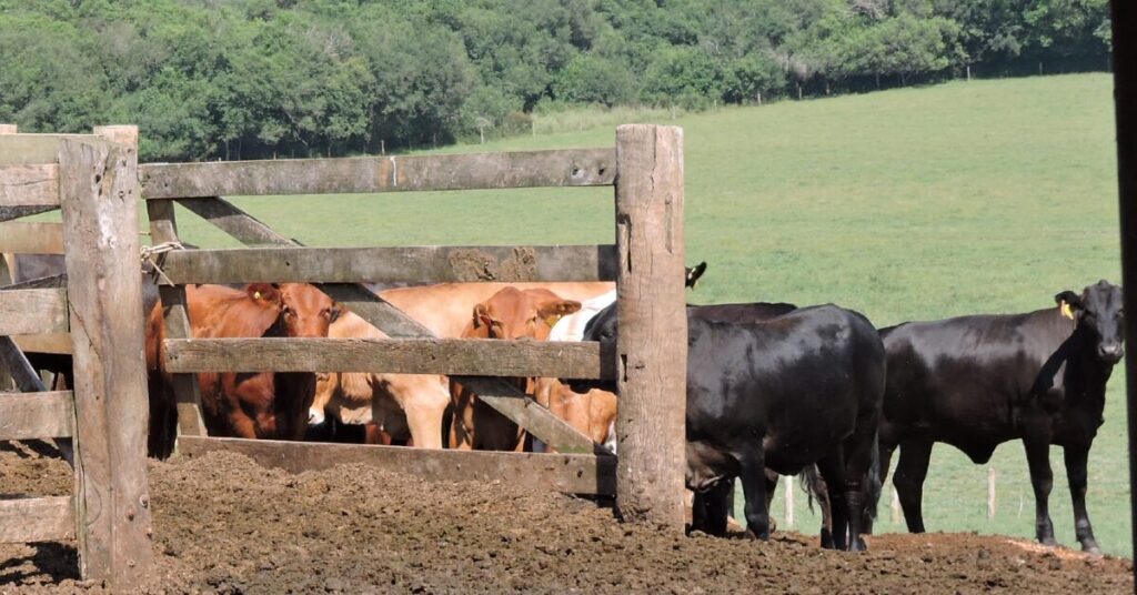 Mercado do boi travado, mas com espaço para altas; arroba sobe R$ 3 em SP • Portal DBO