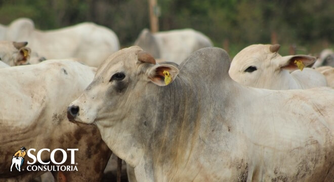 mercado do boi em sp mantem estabilidade 1