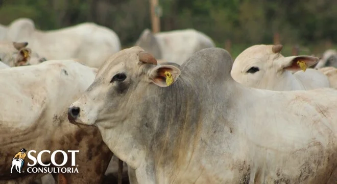 mercado do boi em sp mantem estabilidade 1