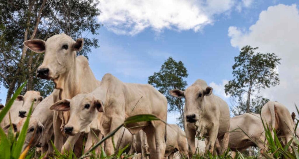 Mercado em 2024: Novas Tendências 15 O foco do mercado no começo de 2024 – Money Times