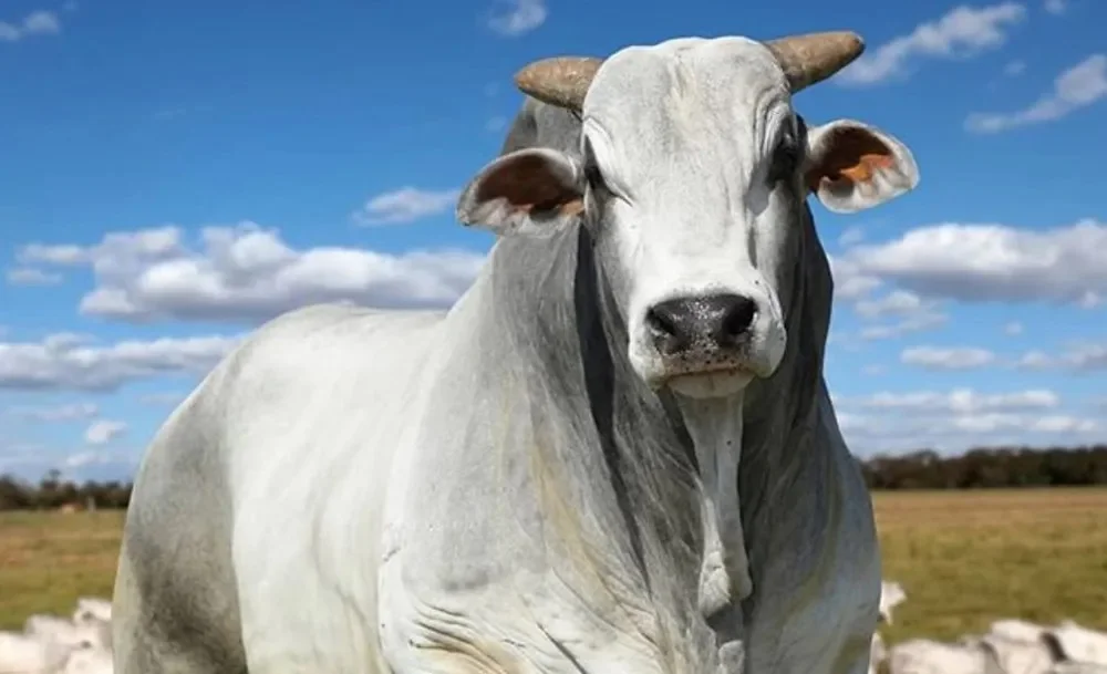 Mercado: Estabilidade e Tendências 18 pontoevírgulanoticias.com