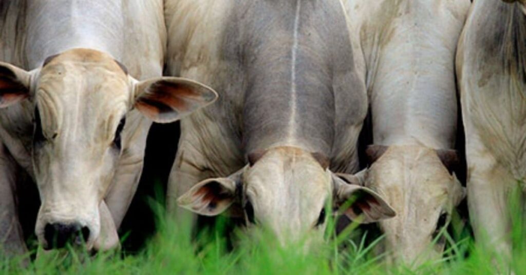 Segredo do pasto: manejo correto é o caminho para produzir arrobas mais econômicas