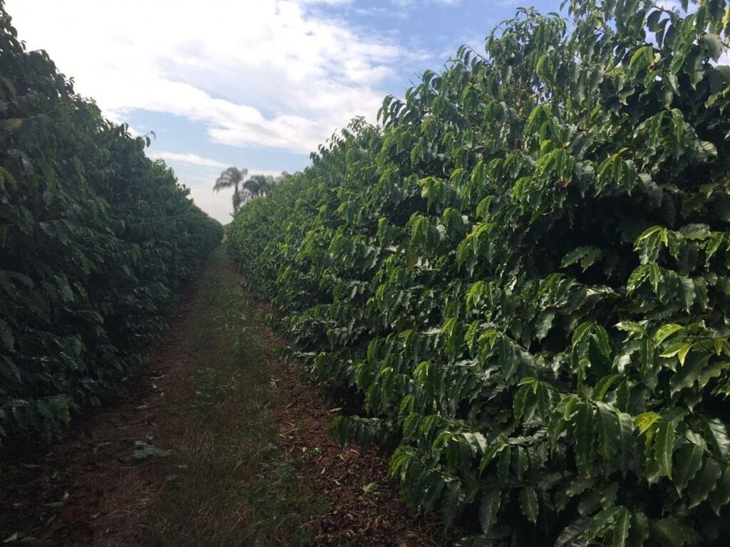 o que é, como é feito e quais seus benefícios