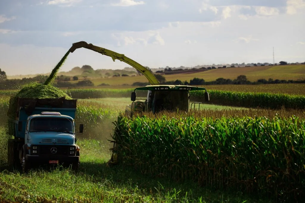 Milheto forrageiro: alta produção de silagem 18 Ensilagem é um método de produção da silagem que se baseia na conservação de forragem para alimentação animal baseado na fermentação láctica da matéria vegetal