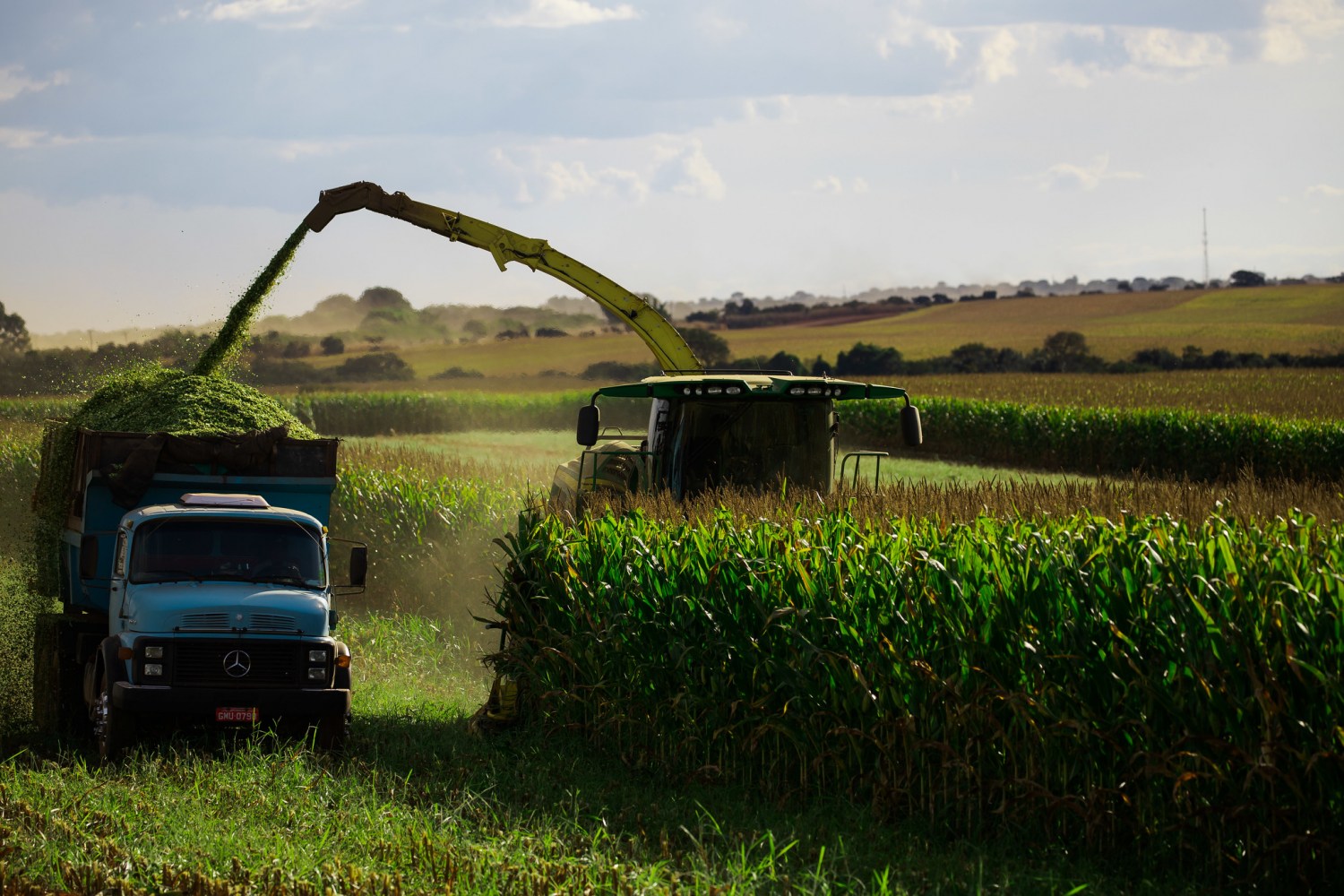 Milheto forrageiro: alta produção de silagem