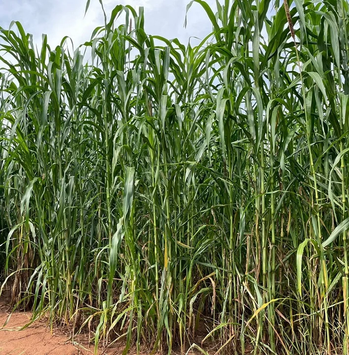 Milheto Forrageiro: Alternativa de alta massa 21 Silagem de Híbrido de Milheto Forrageiro produz alto volume de massa e é excelente alternativa para períodos que o milho é risco