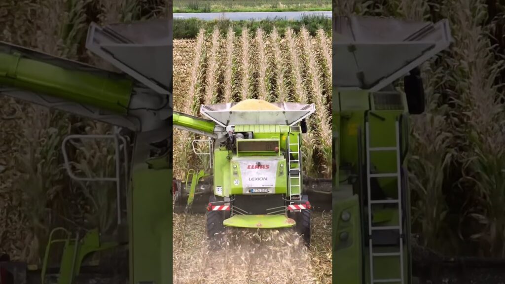 milho a colheita agro agro