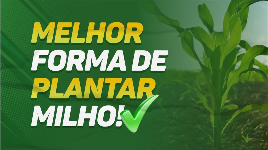 Milho: a forma perfeita de plantio 2 milho a forma perfeita de plantio
