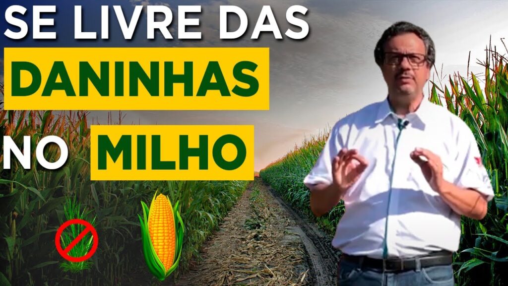 milho livre de plantas daninhas com o prof joao carlos galvao parte 1