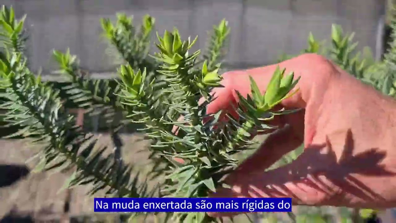 muda de araucaria enxertada voce sabe identificar