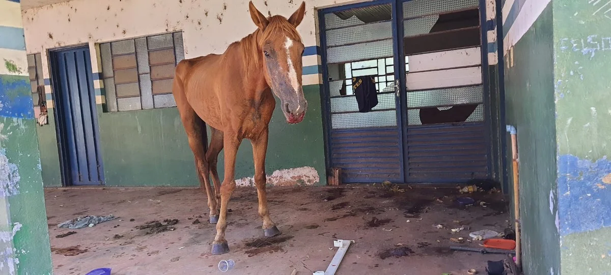 Mulher recebe multa de R$ 3 mil por abandonar cavalo doente em propriedade pública desativada, em Rosana | Presidente Prudente e Região