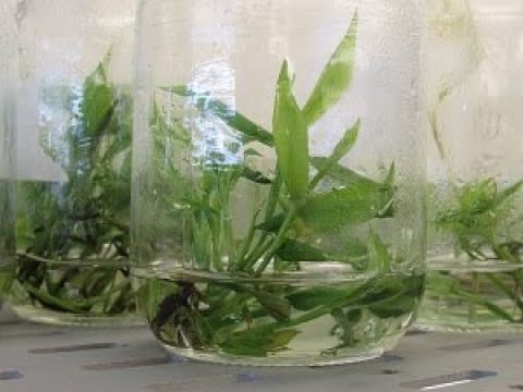 Nova técnica permite reprodução em larga escala de bambu