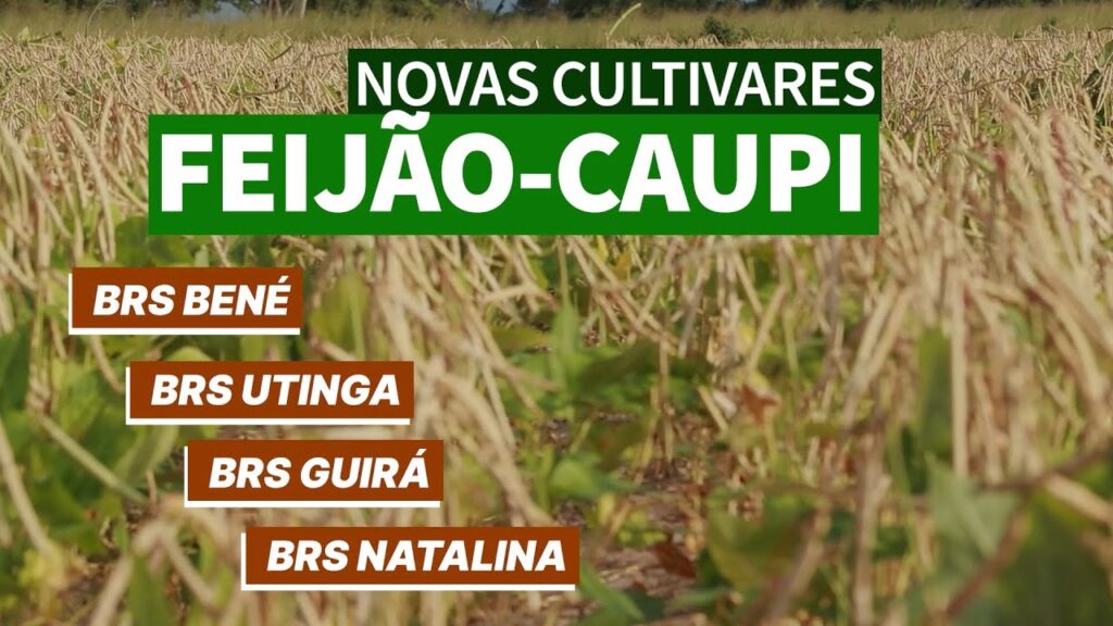 novas cultivares de feijao de corda feijao caupi da embrapa