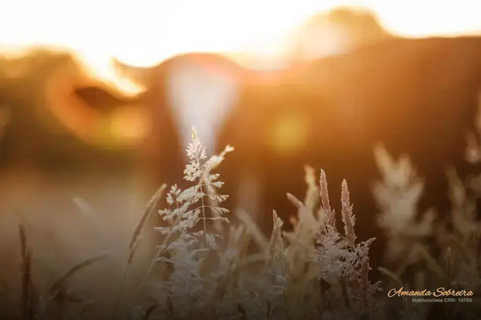 Novas tecnologias reduzem impacto ambiental da pecuária: descubra as inovações sustentáveis! 1 Novas tecnologias reduzem impacto ambiental da pecuária: descubra as inovações sustentáveis!