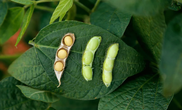 Novembro: Exportações do agronegócio batem recorde