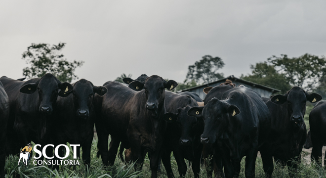 Qual será o impacto?