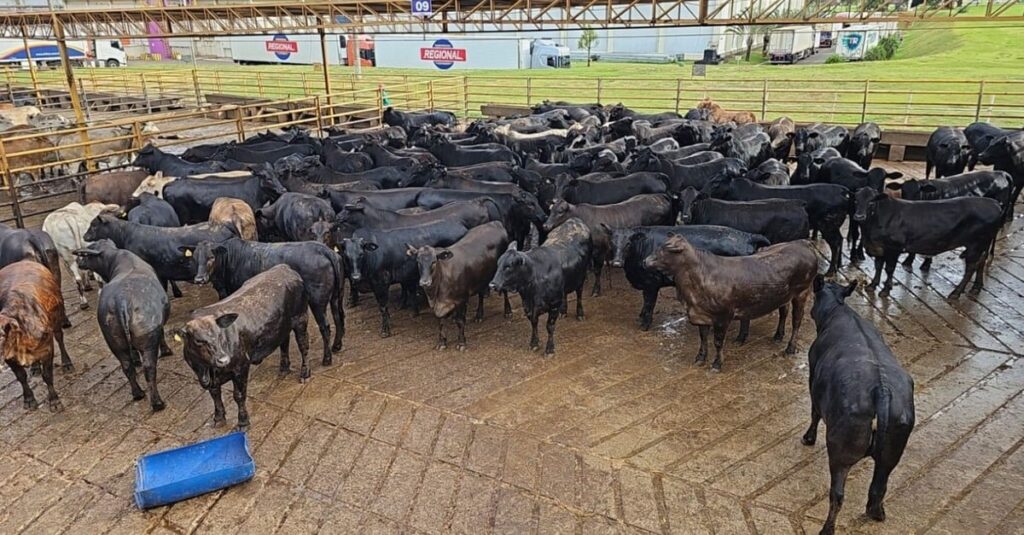 Espetáculo de carne premium! Novilhada meio-sangue conquista bonificação extra em MS