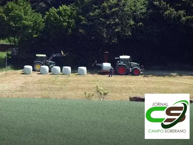 Nutrição para Ganho de Peso