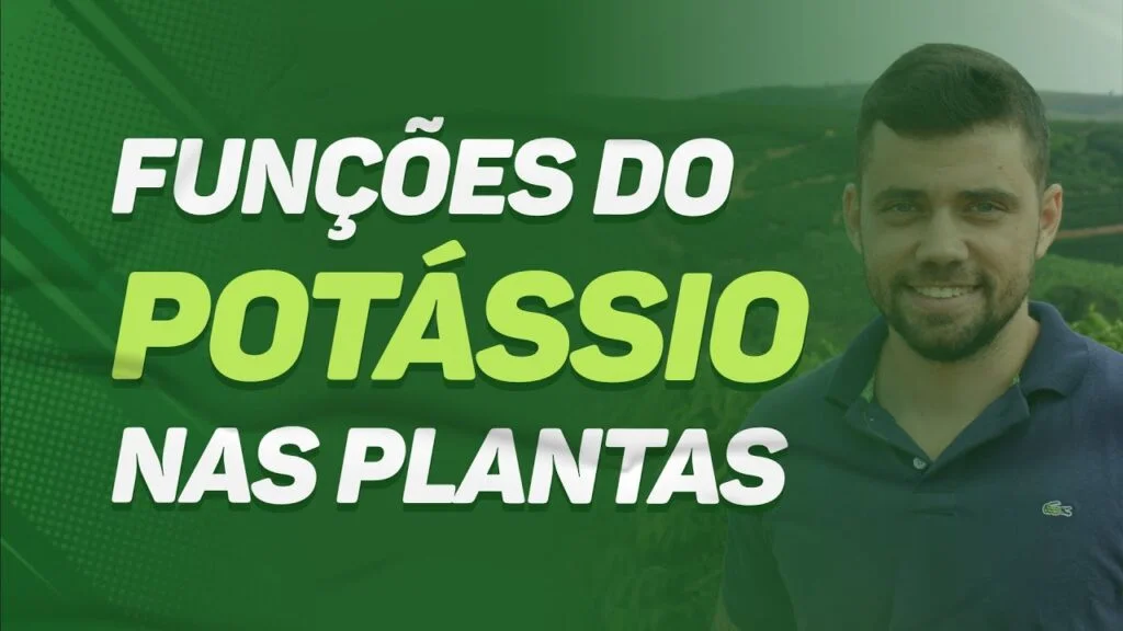 O papel crucial do potássio nas plantas 5 o papel crucial do potassio nas plantas