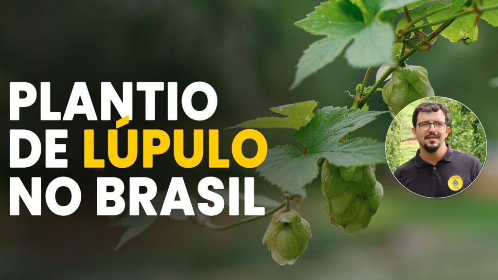 O Potencial do Lúpulo no Brasil 2 o potencial do lupulo no brasil