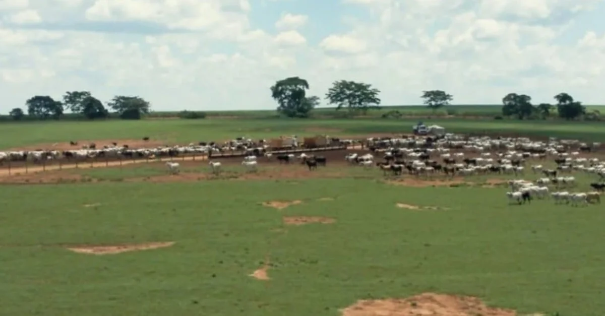 Você viu? Segredo por trás do maior confinamento de boi no Brasil 