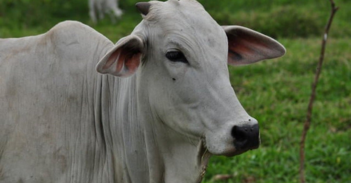 Oferta Arrasadora: Preços em Queda