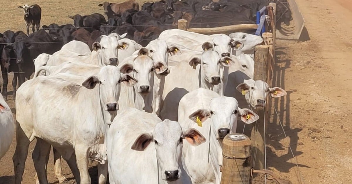 Óleos essenciais: efeito 16% em prenhez