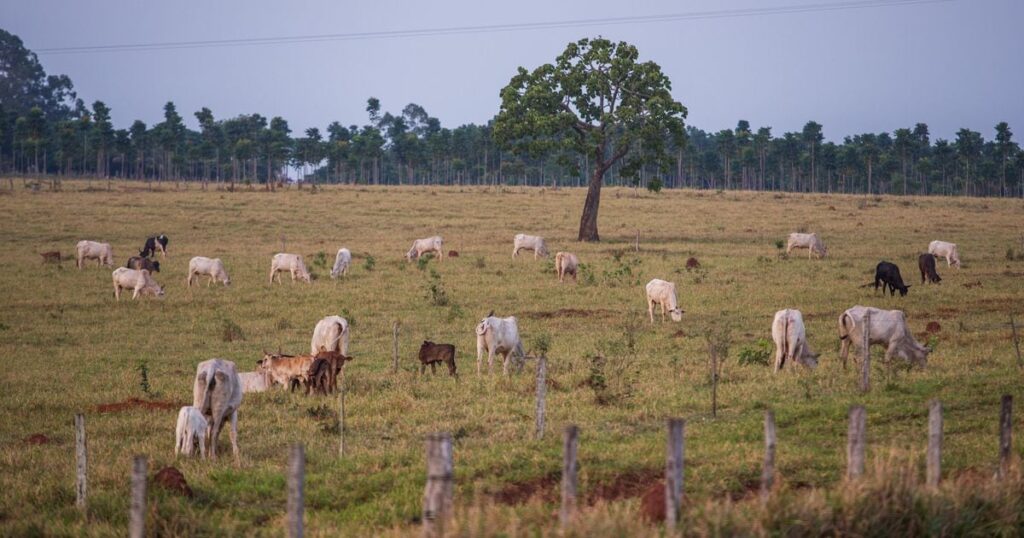 ondas de calor prejudicam agricultura 1