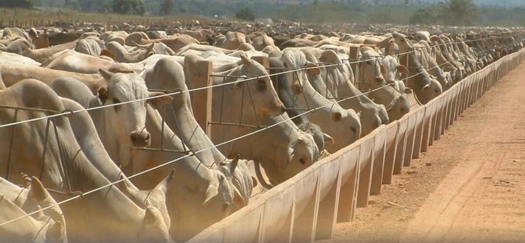 Opções de Investimento: Conheça Agora! 4 Facebook