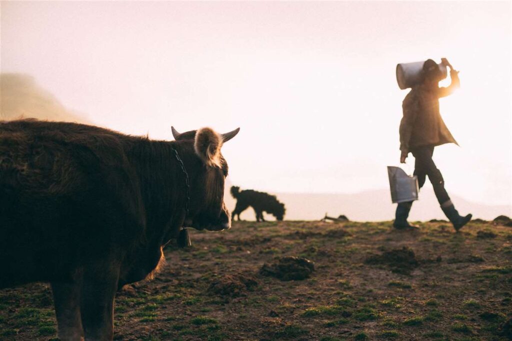 oportunidades em fazendas de gado leiteiro em israel 1