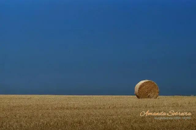 Os Benefícios Nutricionais da Silagem para a Pecuária Os Benefícios Nutricionais da Silagem para a Pecuária