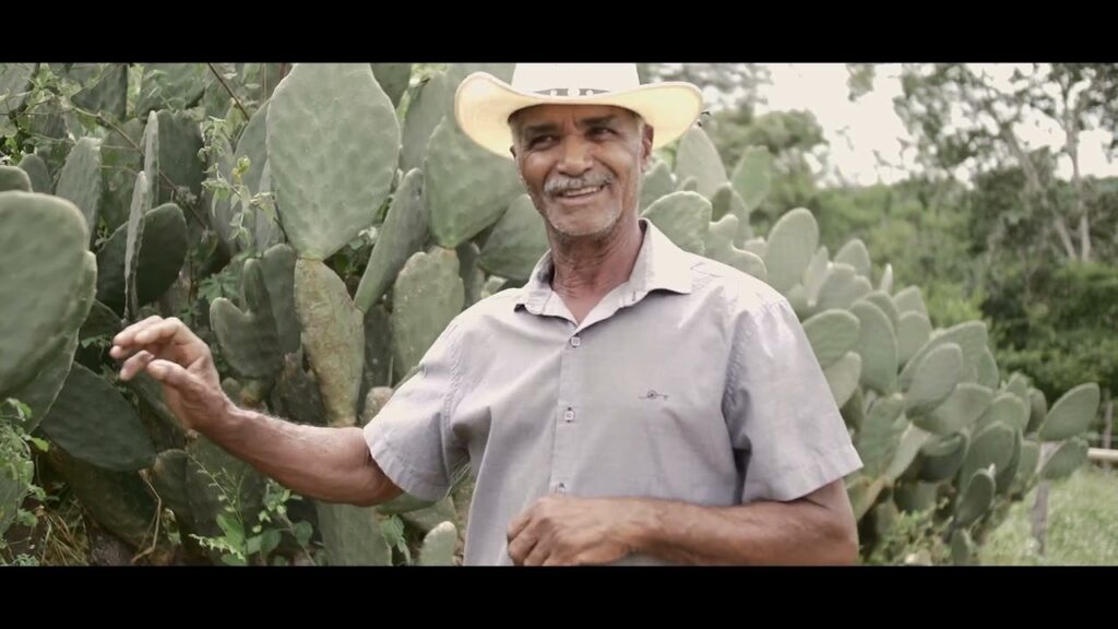palma forrageira no semiarido mineiro