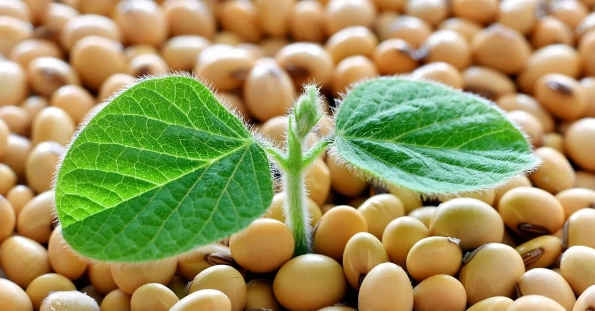 "Paraná conclui plantio de soja 2023/24" - Deral confirma 17 Paraná conclui plantio da safra de soja 2023/24, afirma Deral