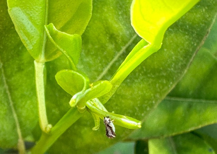 parana emergencia fitossanitaria 1