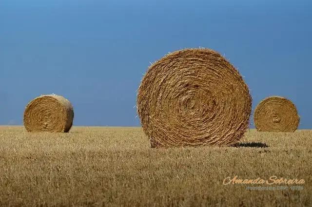 Passo a Passo para Produzir Silagem de Alta Qualidade Passo a Passo para Produzir Silagem de Alta Qualidade