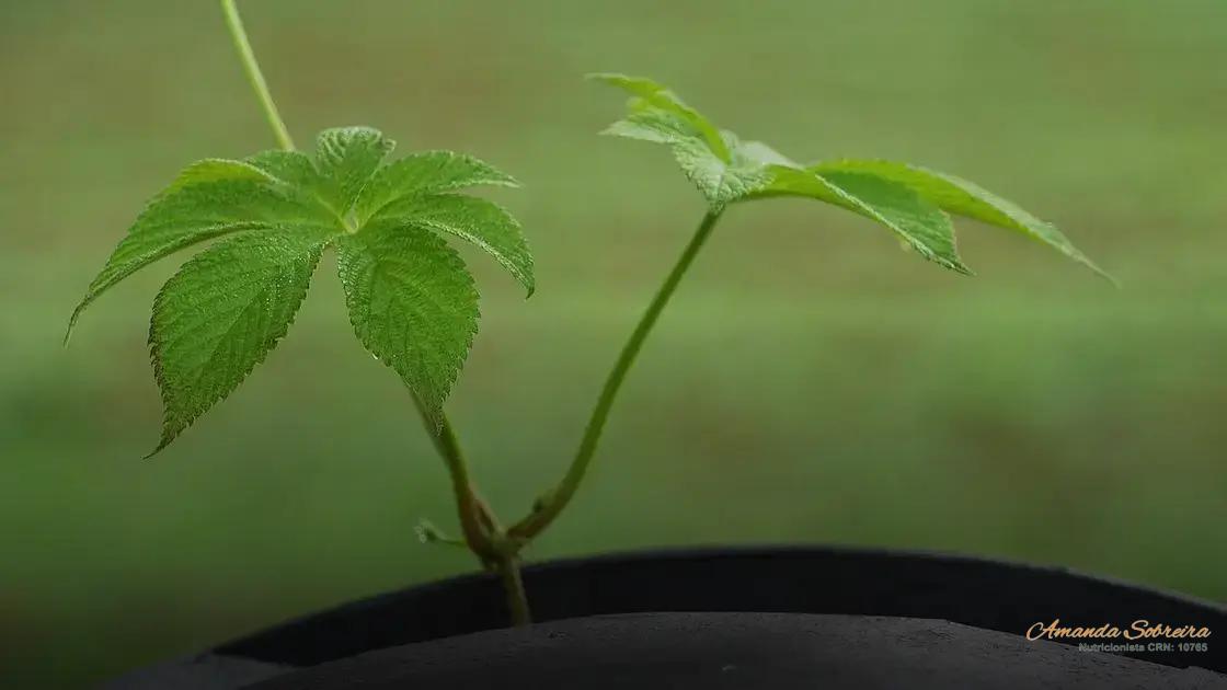 Passo a Passo para Produzir Silagem de Qualidade Passo a Passo para Produzir Silagem de Qualidade