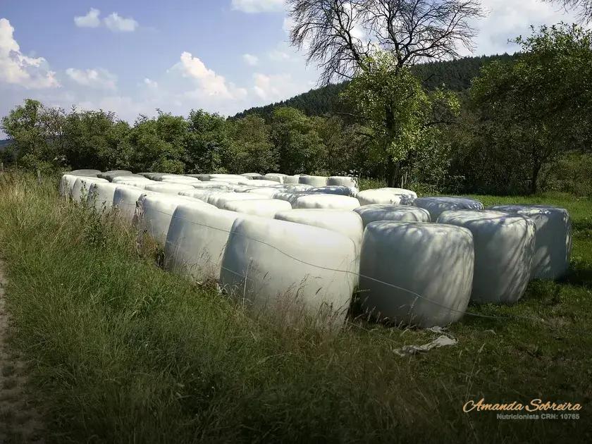 Passo a Passo para Produzir Silagem de Qualidade