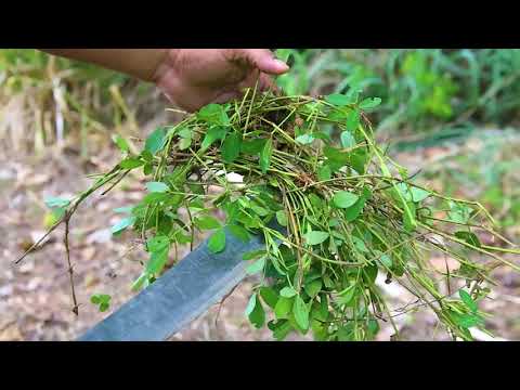 pastagens como implantar um viveiro de mudas de amendoim forrageiro