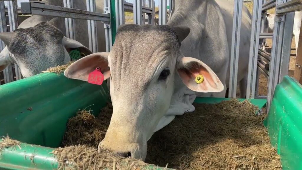 pecuaria de precisao alia eficiencia e praticas mais sustentaveis na producao de carne e leite
